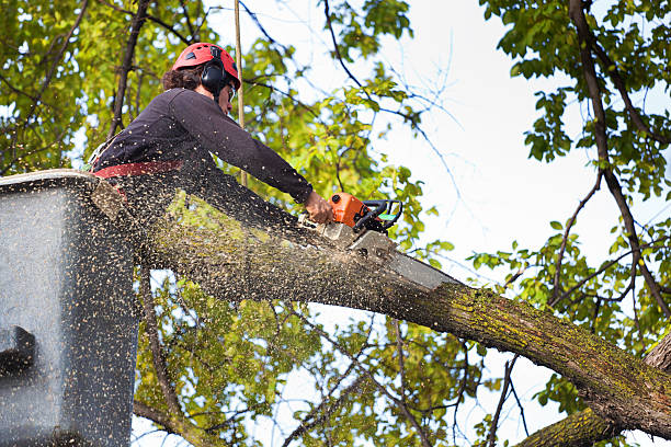 Downingtown, PA Tree Care Company