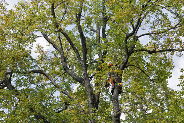 How Our Tree Care Process Works  in  Downingtown, PA